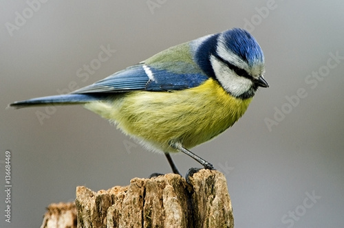 Parus caeruleus / Mésange bleue photo