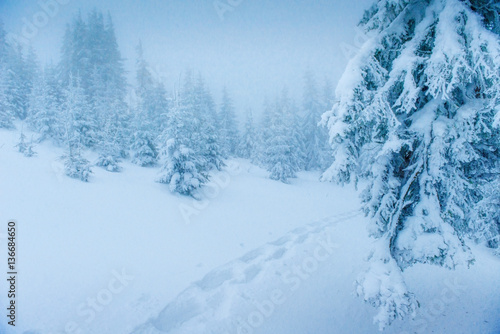 magical winter snow covered trees © standret