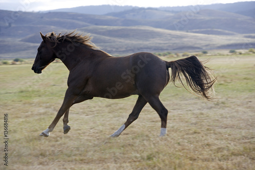 Fototapeta Naklejka Na Ścianę i Meble -  Cheval / Race 'Quarter Horse'