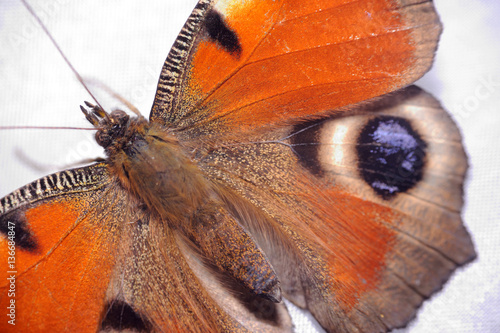 tagpfauenauge – peacock photo