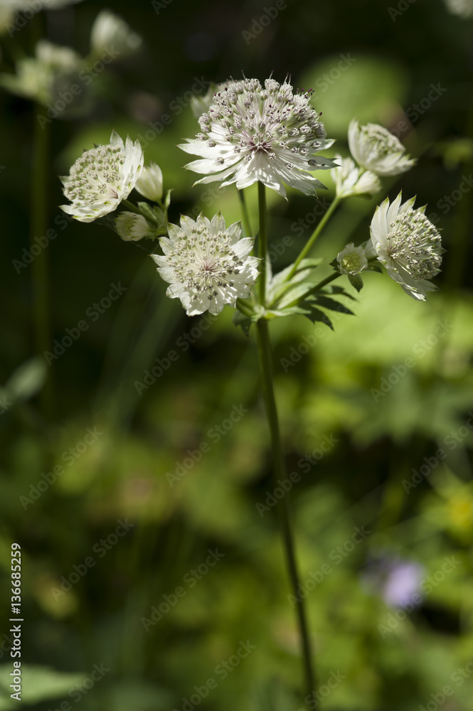 Astrantia major / Grande astrantie / Grande Radiaire Astrantia major / Grande astrantie / Grande Radiaire