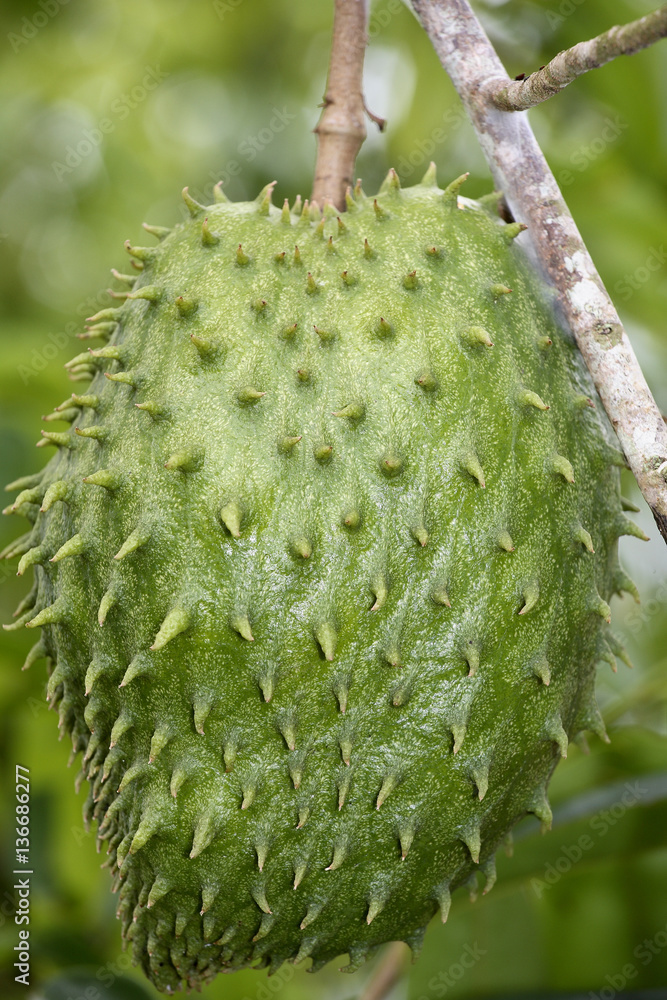 Annona muricata / Corossol épineux Annona muricata / Corossol épineux