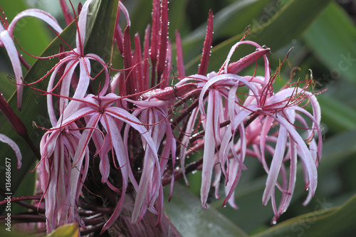 Crinum amabile   Crinole de Sumatra