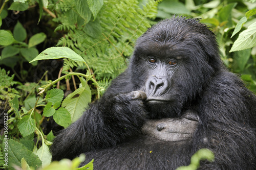 Gorilla gorilla beringei : Gorille de montagne © PIXATERRA