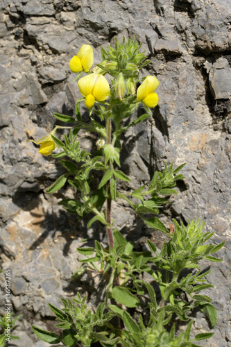 Ononis natrix / Bugrane fétide / Bugrane gluante photo