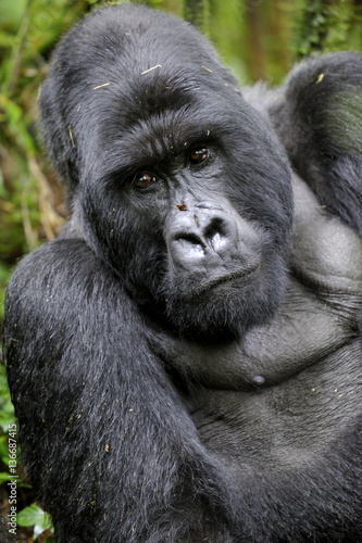 Gorilla gorilla beringei : Gorille de montagne