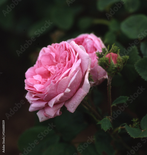 Rosa x centifolia cristata / Rose centfeuilles