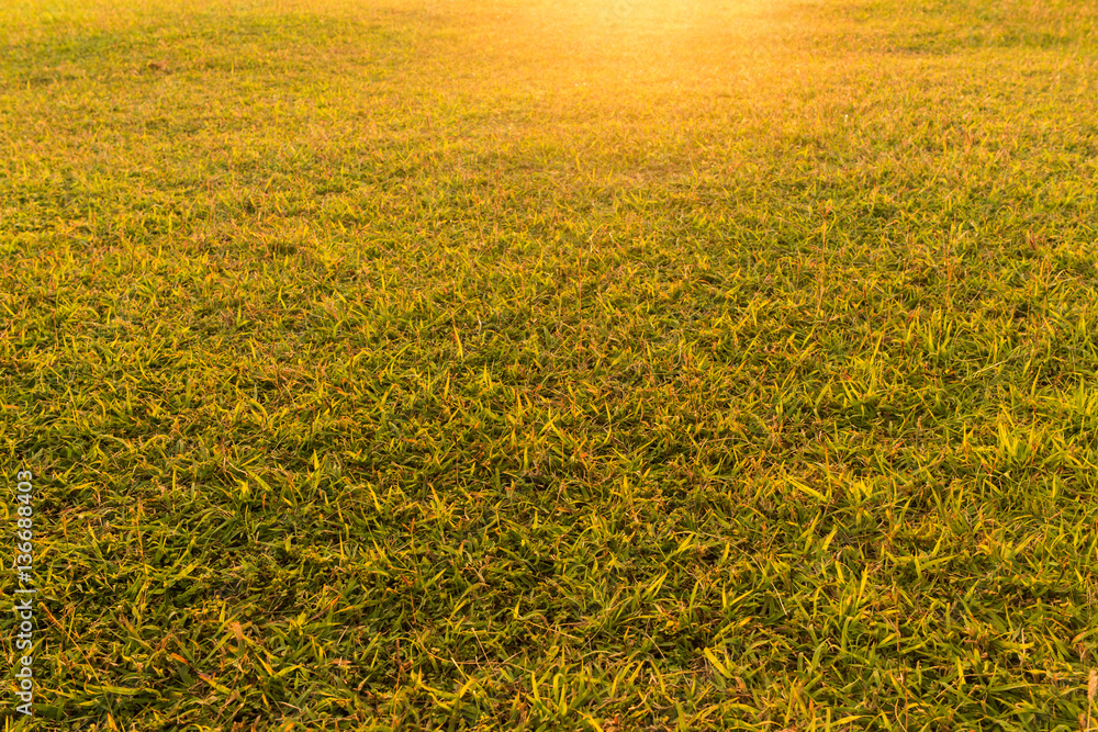 natural green grass field in local park. natural green grass field in local park.