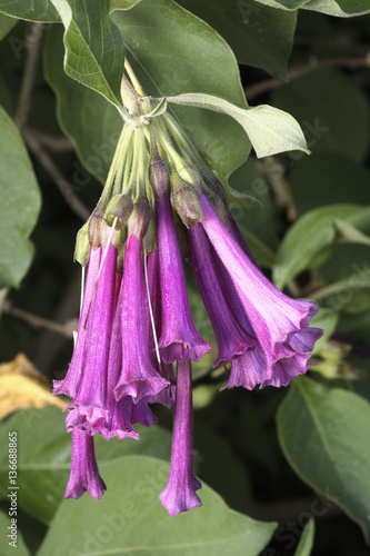 Iochroma cyanea / iochroma à fleurs bleues photo