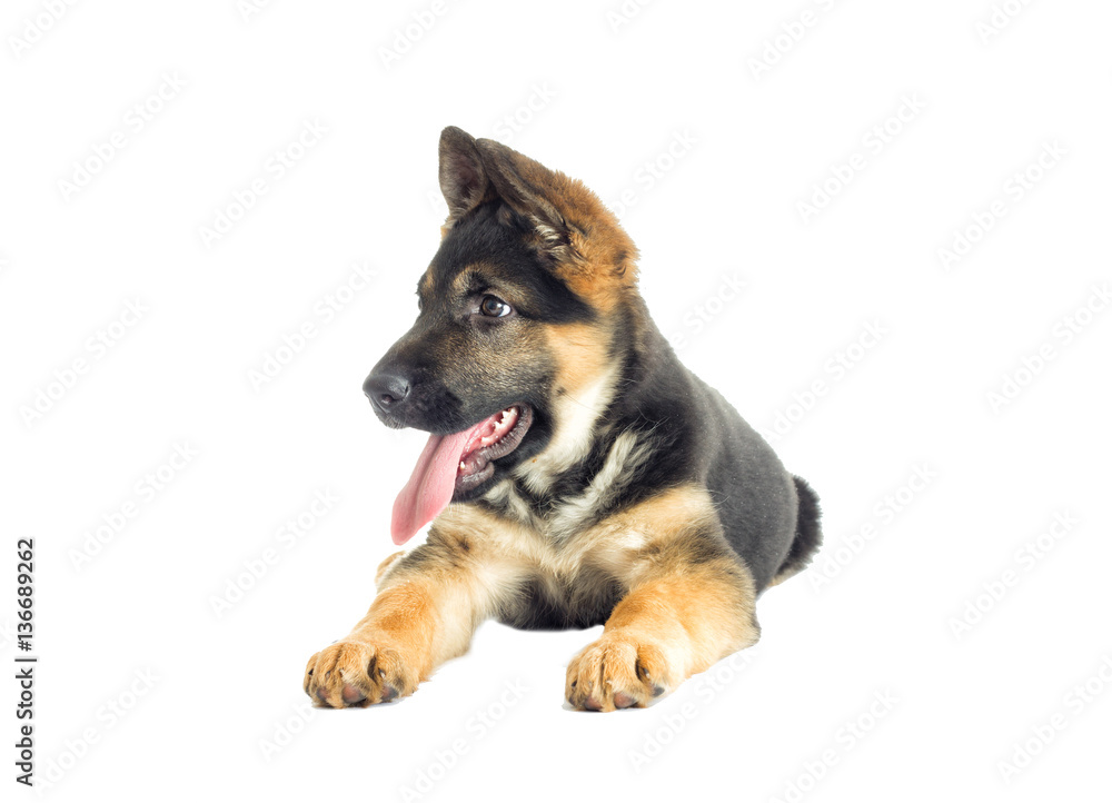 puppy looking at the white background