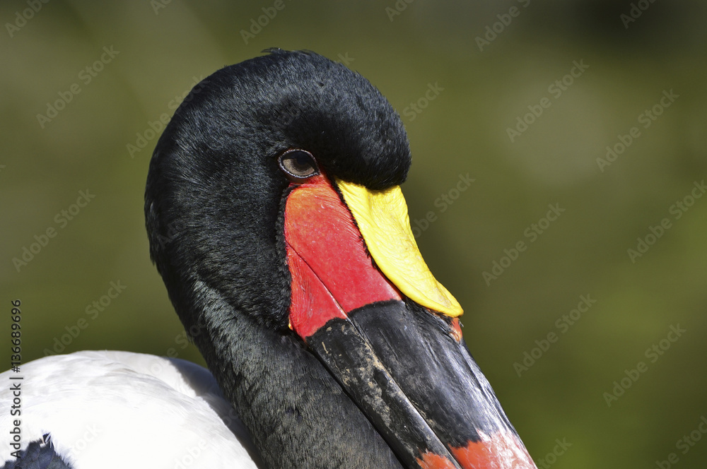 Fototapeta premium Ephippiorhynchus senegalensis / Jabiru du Sénégal