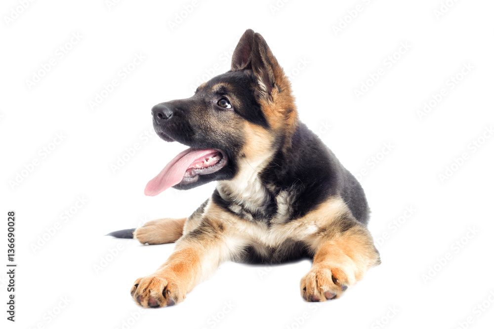 Shepherd puppy looking at the white background Shepherd puppy looking at the white background