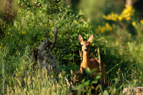 Capreolus capreolus / Chevreuil