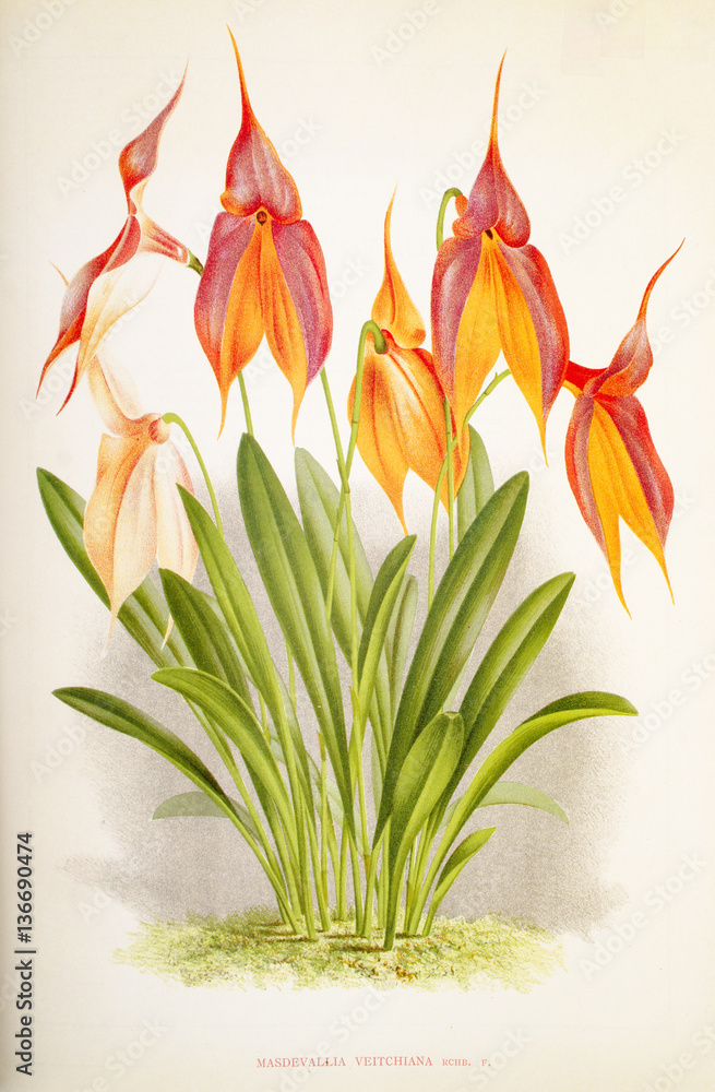 Masdevallia veitchiana Masdevallia veitchiana