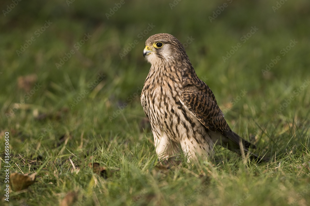 Falco naumanni / Faucon crécerellette Falco naumanni / Faucon crécerellette