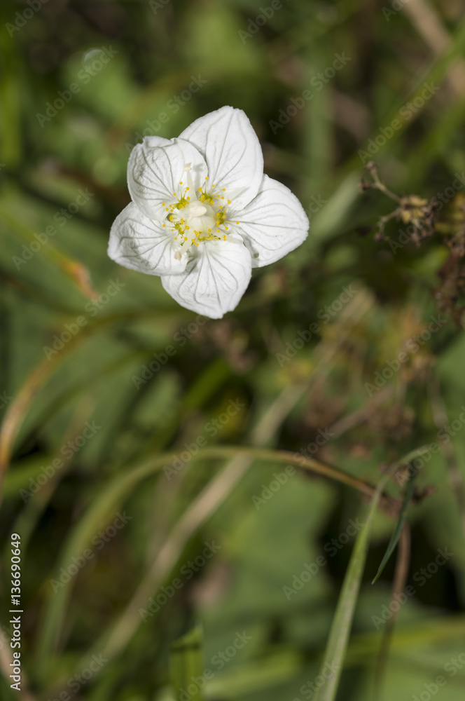 Parnassia palustris / Parnassie des marais Parnassia palustris / Parnassie des marais