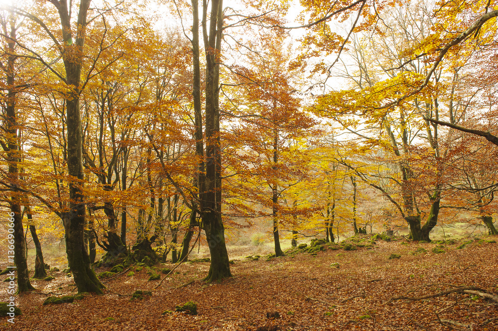 Naklejka premium Otoño en Urbasa 3