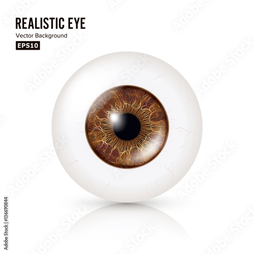 Realistic Detailed Human Eyeball. Vector Illustration