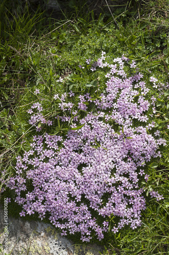Silene acaulis subsp. exscapa / Silène à tiges nulles