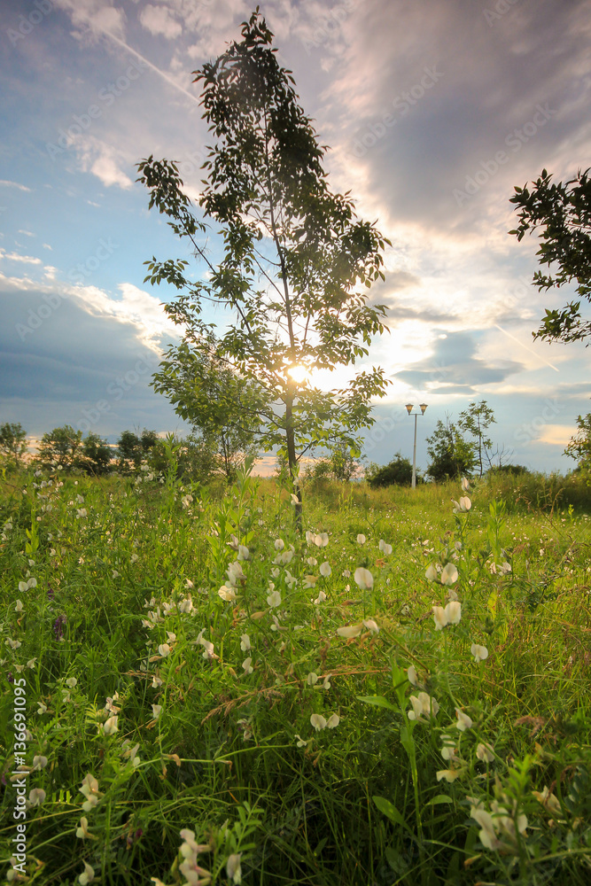 Fototapeta premium Spring time, meadow with green grass and little white flowers