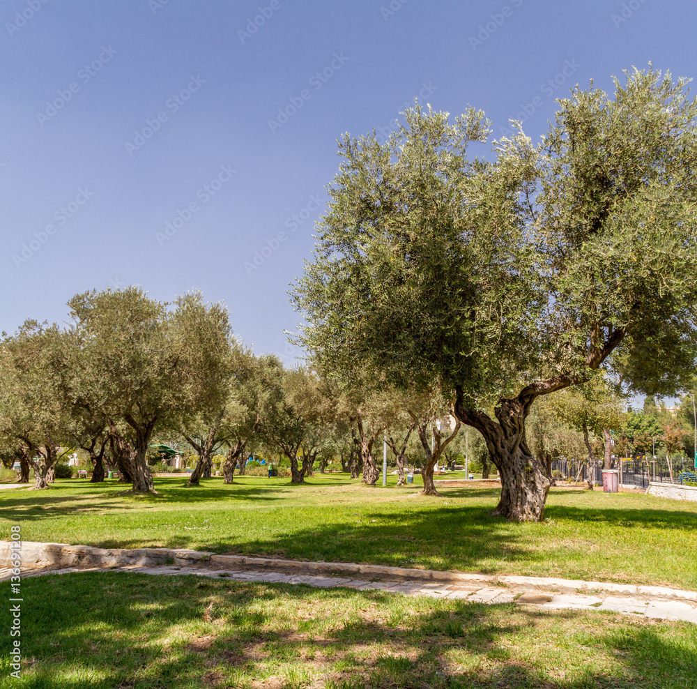 Obraz premium Olive trees in the park, Jerusalem
