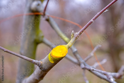 Winter pruned and protected apple tree photo
