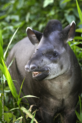 Tapirus terrestris / Tapir terrestre