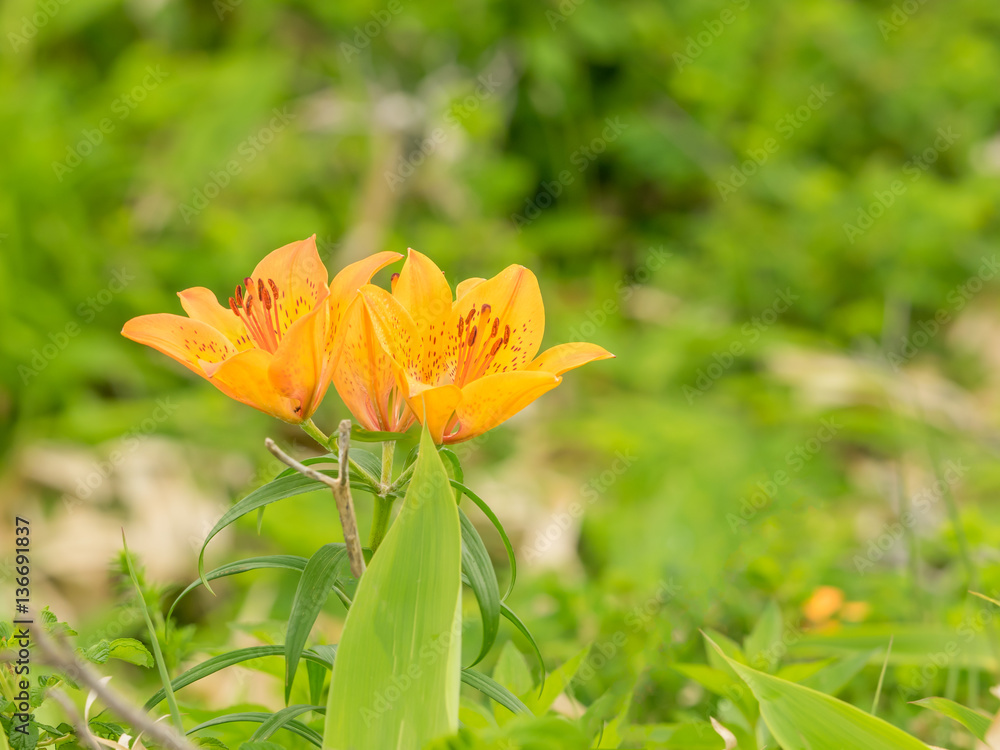 Obraz premium Yellow lily close up