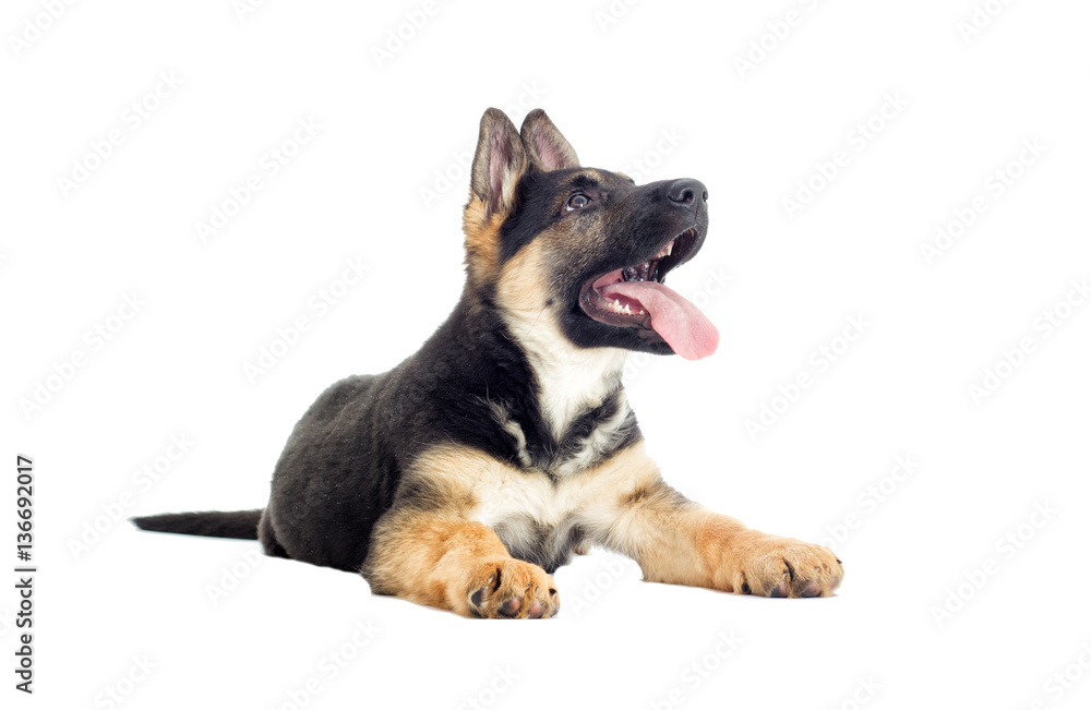 Shepherd puppy looking at the white background