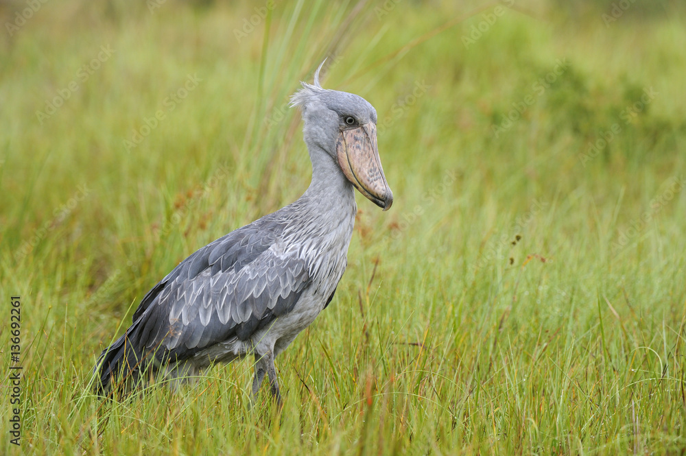 Balaeniceps rex / Bec-en-sabot du Nil Balaeniceps rex / Bec-en-sabot du Nil