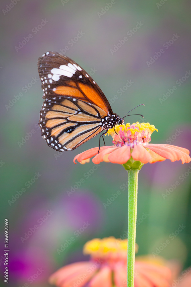 Obraz premium Butterfly on Flower