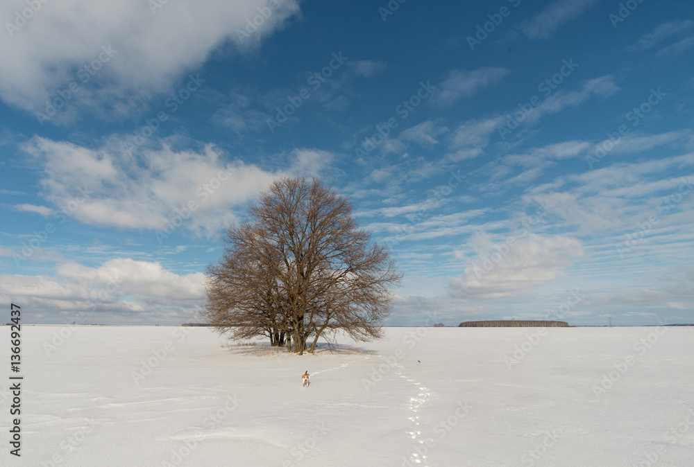 Beagle dog on a background of winter landscape Beagle dog on a background of winter landscape