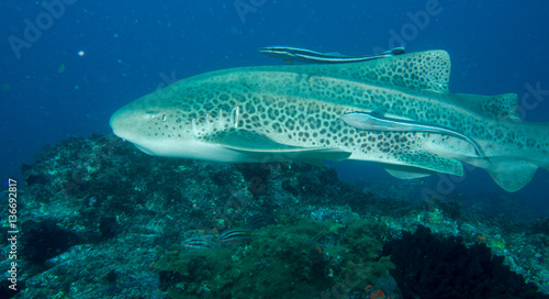 Leopard shark swimming with remoras attached
