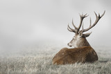 Deer in Fog