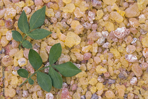 Frankincense (Boswellia Papyrifera), resin and leaves, Incense f