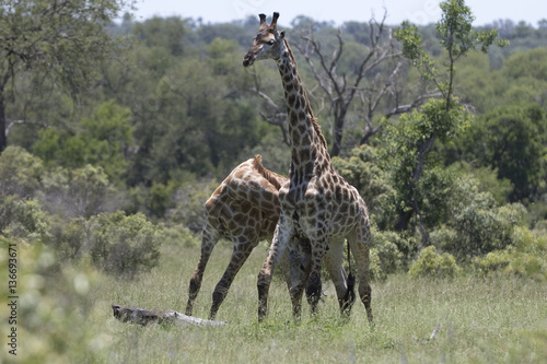 Sequence neck fighting between two male giraffes