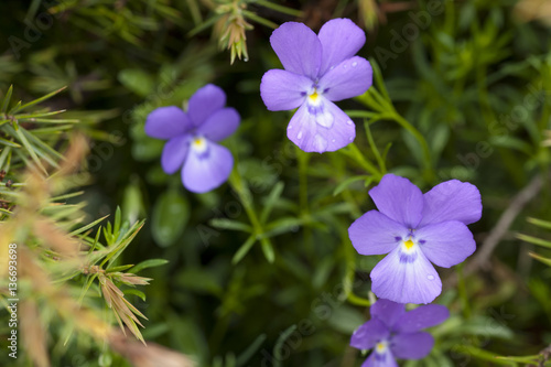 Viola valderia / Pensée de Valdieri