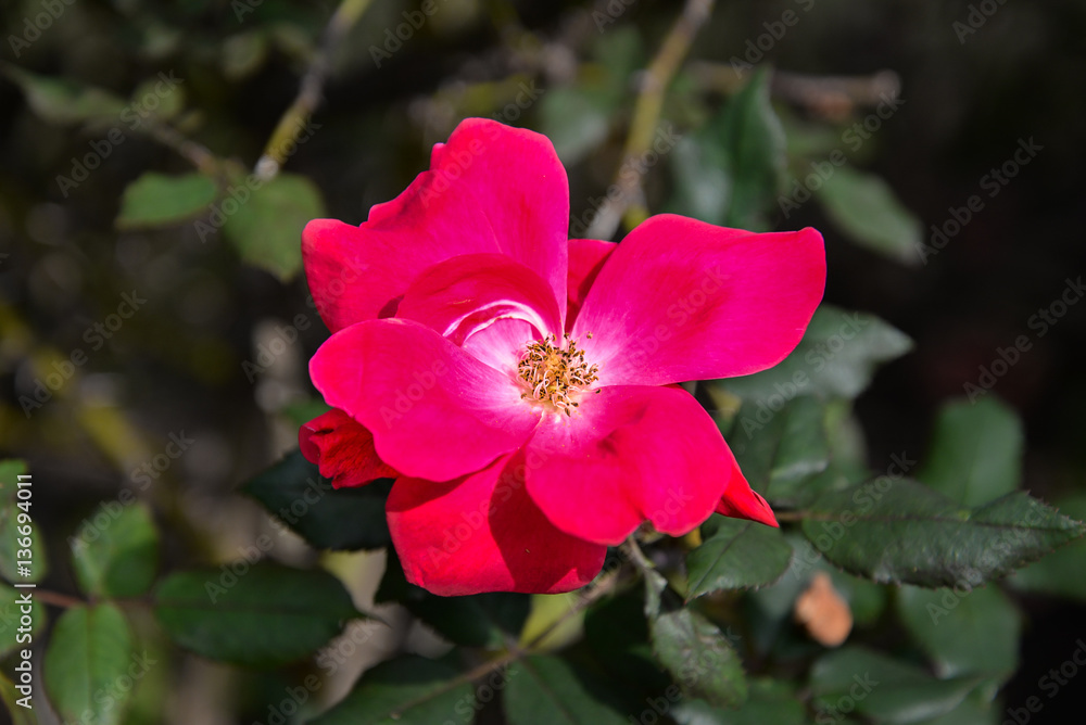 Obraz premium Red Flower