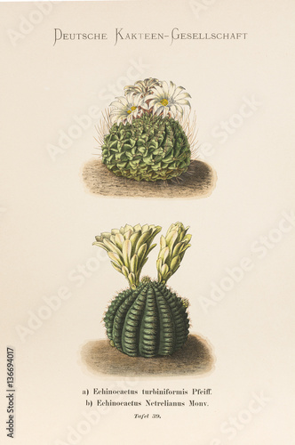 Echinocactus turbiniformis / Echinocactus netrelianus / Obregonia denegrii photo
