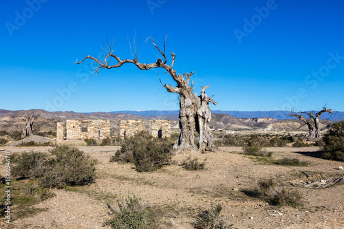 Arbre mort, Désert de Tabernas, Almeria, Andalousie, Espagne © Warpedgalerie