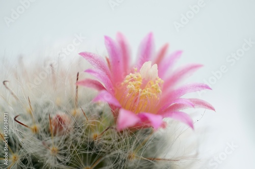 Cactus flower : Mammillaria bocasana in bloom isolated