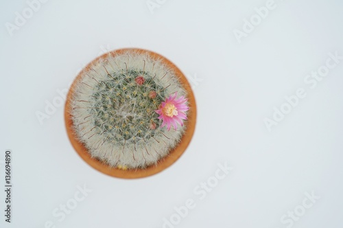 Cactus flower : Mammillaria bocasana in bloom isolated