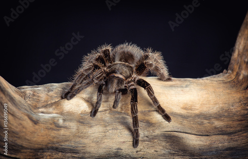 Big spider is crawling on a snag on a black background