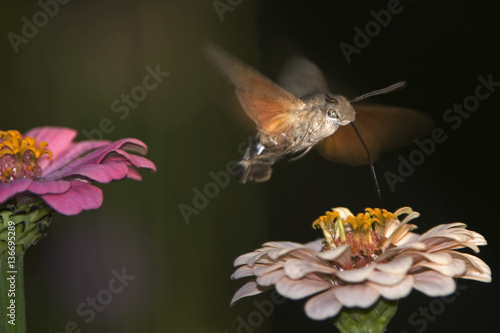 Macroglossum stellatarum / Moro sphinx / Sphinx du caille lait