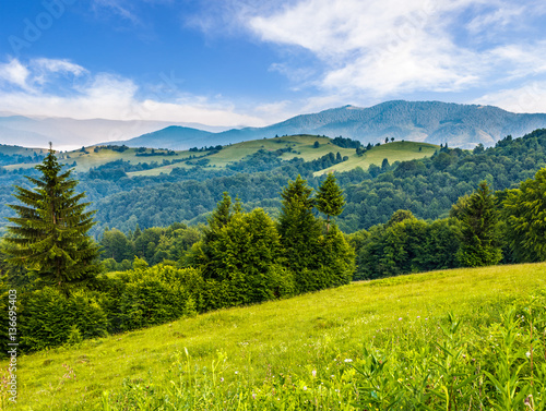 spruce forest on a mountain hill side