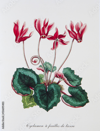 Illustration botanique / Cyclamen hederifolium /Cyclamen à feuilles de lierre photo