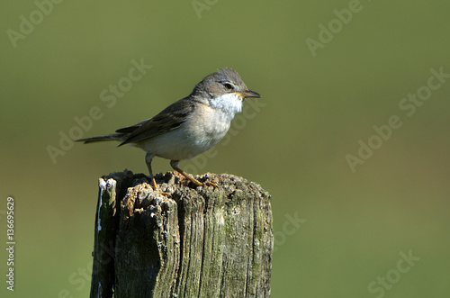 Sylvia communis / fauvette commune photo