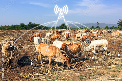 Animal tracking monitoring in smartfarm and internet of things concept. Low power wide area network (LPWAN) graphic, binary connect and cows in smartfarm. photo