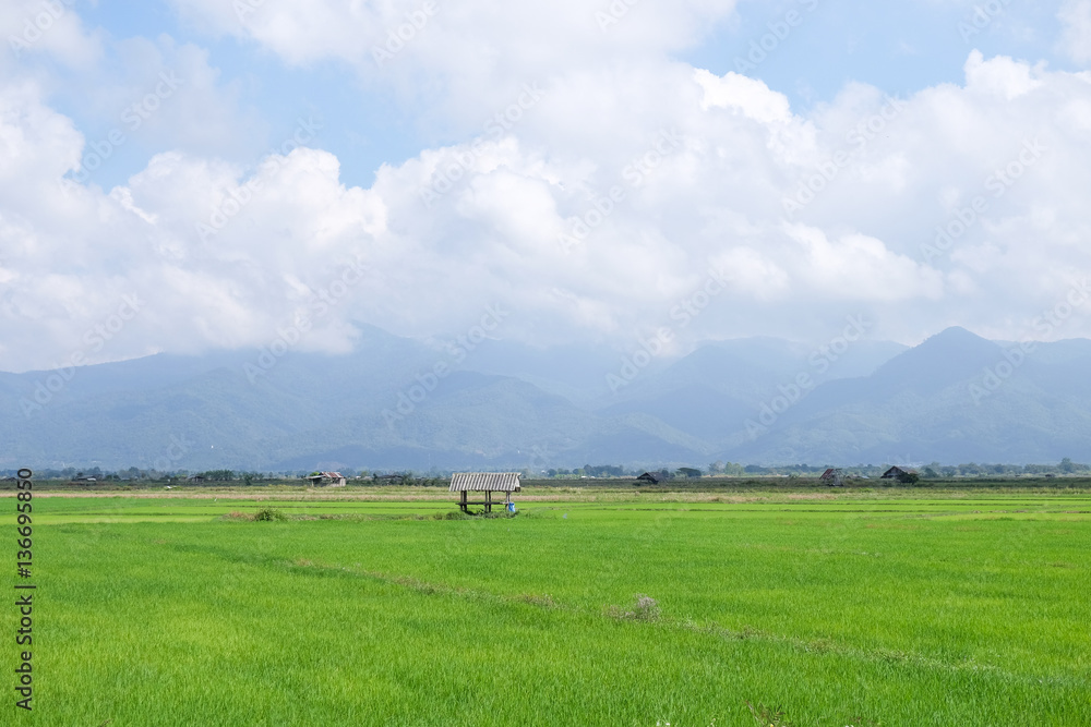 Green rice field with mountain view and blue sky and white clouds.