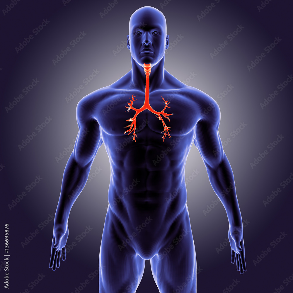 3D Illustration of Human Lungs Inside Anatomy (Larynx, Trachea, Bronchioles) 3D Illustration of Human Lungs Inside Anatomy (Larynx, Trachea, Bronchioles)